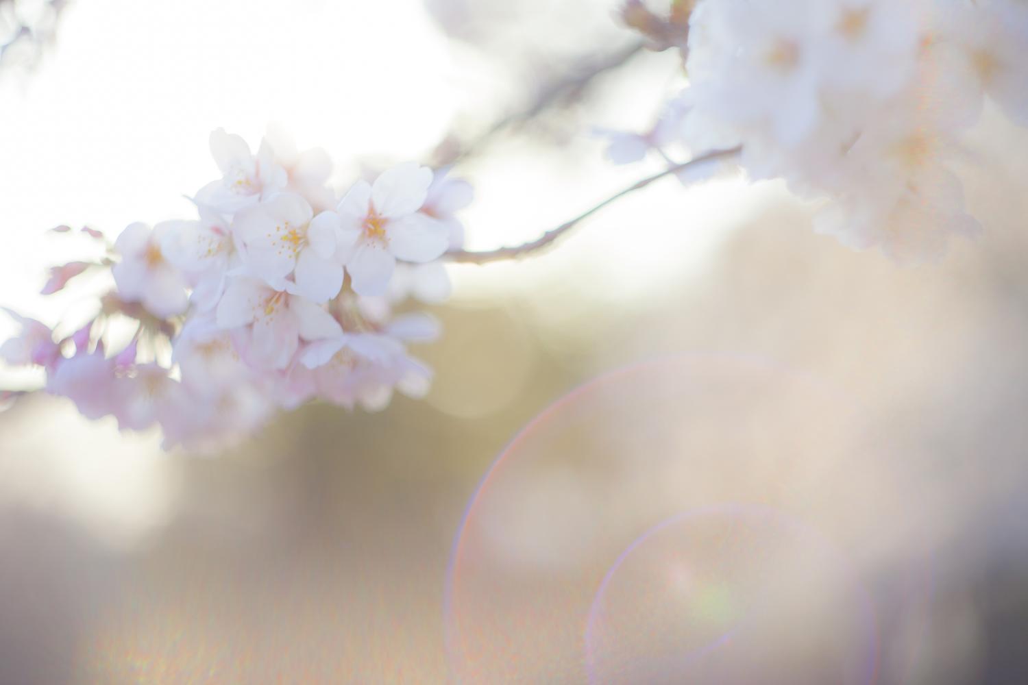 -shared-img-thumb-TSU85_sakurasayonara_TP_V